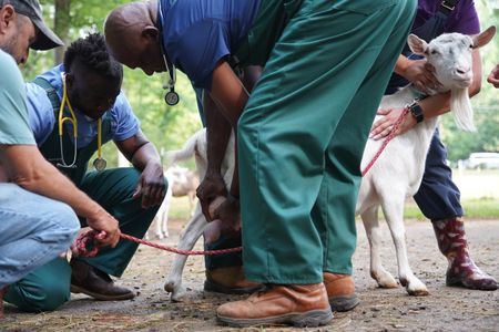 The Critter Fixer team tries to help relieve Daisy, the goat, of her mastitis pain and infection. (National Geographic for Disney/Nicholas Reaves)