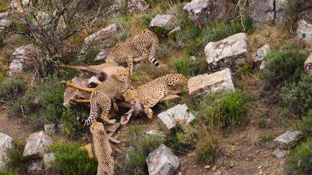 A cheetah mother and her three cubs eating a kudu.  (National Geographic)