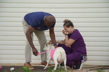 Dr. Ferguson gives Bella, the goat, some pretty bandaging for her wound. (National Geographic for Disney/Sean Grevencamp)