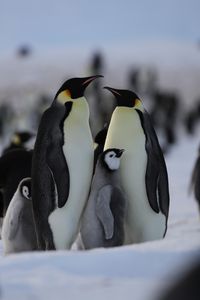 A big Emperor chick between two adults.  (credit: National Geographic/Alex Ponniah)