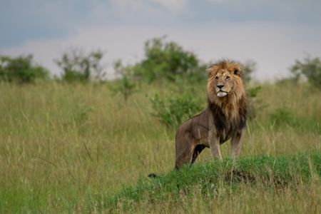 Olepolos, one of the three pride males, scans his surroundings for any sign of activity. (National Geographic/Joe Treddenick)