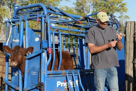 Dr. Ben Schroeder prepares to give the sick calf a shot in an attempt to save him from his tetanus infection. (National Geographic)