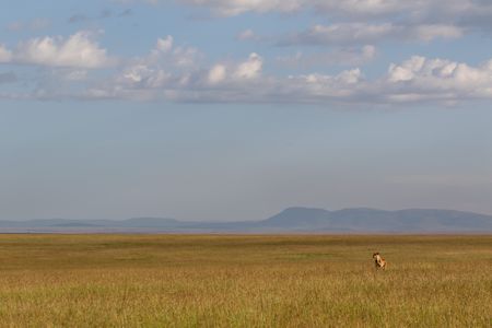 Summer stands in a sea of long grass, scanning the landscape. (National Geographic/Georgie Ward)