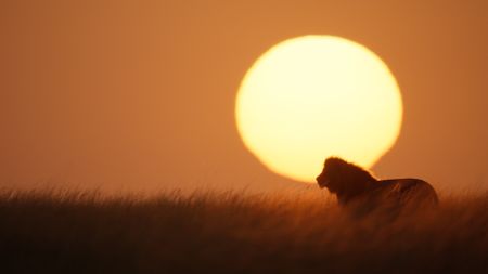 A male lion stands in the grassland as the sun sets behind him. (National Geographic/Sophie Darlington)
