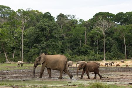 An adult and young forest elephant walk together in Dzanga Bai. (National Geographic/Kate Laurie)