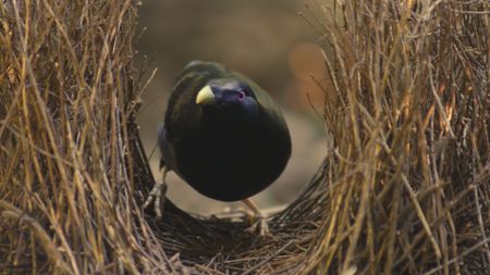 A male satin bowerbird stands in his self constructed bower in Australia. (BBC Motion Gallery - BBC Natural History/Getty Images)