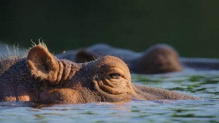 A hippo resting in the crystal clear waters of Mzima Springs in Kenya. (National Geographic)