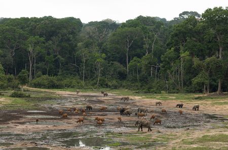 A group of forest elephants and bongo gather in a natural clearing known as Dzanga Bai. (National Geographic/Kate Laurie)