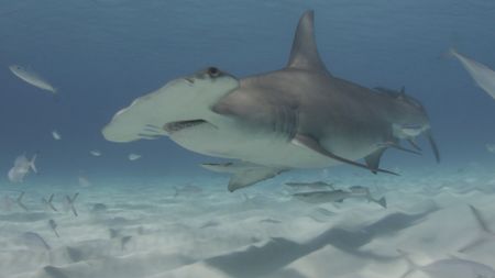 A Great Hammerhead shark, 'Sphyrna mokarran', swims through a school of fish along the shallow waters of the Caribbean. (National Geographic)