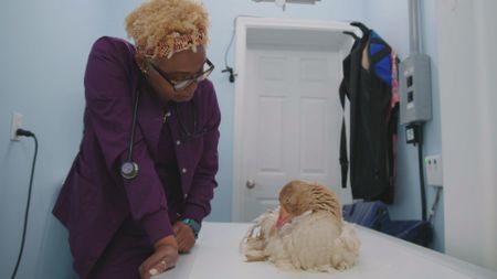 Senior vet tech Andrea gets Scout, the goose, ready for an x-ray. (National Geographic for Disney)