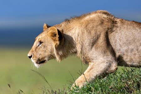 Kio crouches on the edge of a small green mound, poised as if preparing to stalk something nearby. (National Geographic/Simon Blakeney)