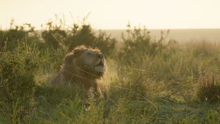One of Kio's brothers sits and roars. (National Geographic/Sophie Darlington)