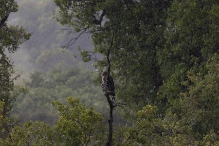 A crowned eagle braving the rain in Zambia's Kasanka National Park. (National Geographic/Frank Willems)