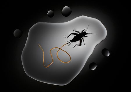 Larvae of the horsehair worm infiltrate the houe cricket when it scavenges dead insects, then grow inside it. When the worm is ready to emerge, it alters the brain of its host, driving the cricket to abandon the safety of land and take a suicidal leap into the nearest body of water. As the cricket drowns, an adult worm emerges, sometimes a foot in length. (credit: Anand Varma)