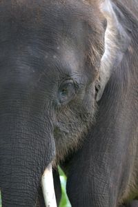 The Bornean pygmy elephant displays its differences from its African cousins. (National Geographic for Disney/Cede Prudente)