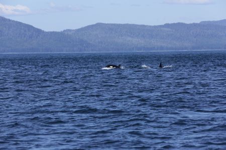 Orcas are spotted near Port Protection. (National Geographic/Charlie Barragan)