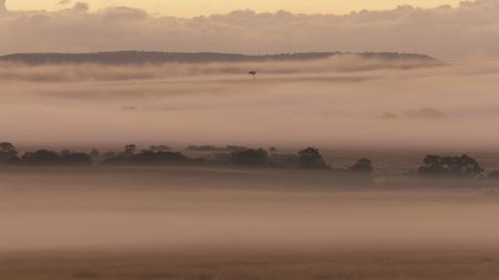 Mist hangs over the prideìs territory at dawn, the landscape slowly emerges with the promise of a new day. (National Geographic)