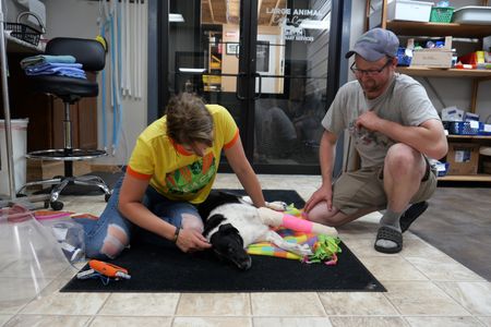 Dr. Erin Schroeder gently pets border collie Belle after she wakes up from anesthesia. Belle's owner, Zach Kramer, kneels next to Belle smiling. (National Geographic)