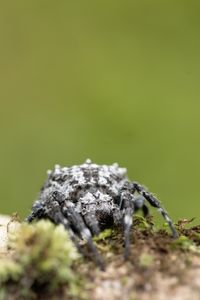 A Darwin's bark spider on tree bark in Madagascar's rainforest. (National Geographic/Simon Lewis)