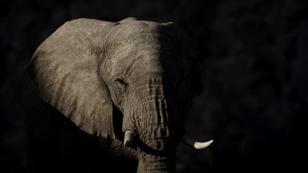 A desert elephant emerges from the shadows in the Ugab Valley, Namibia.  (National Geographic)