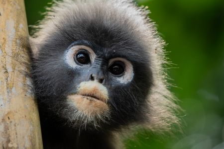 A portrait of a dusky langur. (National Geographic/Karl Davies)