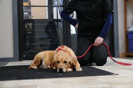 Maggie the dog lays on the floor before Dr. Erin Schroeder examines her. (National Geographic)