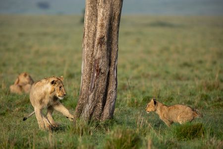 Kio and one of his young cousins play around the base of a tree, strengthening their bond through rough-and-tumble play. (National Geographic/Simon Blakeney)