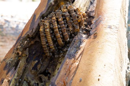 The beehive where Gordon Ramsay and Annabelle forage for honey. (National Geographic/Justin Mandel)