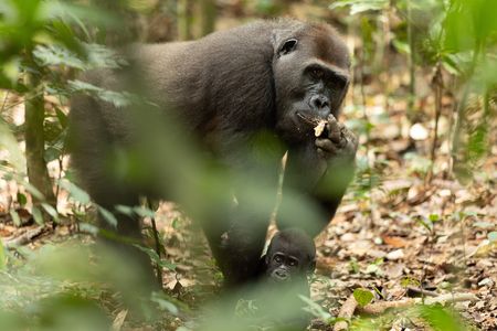 A mother western lowland gorilla eats fruit while her baby rests below in Dzanga-Sangha National Park. (National Geographic/Kate Laurie)