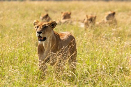Summer stands in the long grass with her mouth slightly open, alert and maybe sensing a hunting opportunity, while members of her Pride sit watchfully behind her. (National Geographic/Abigail Brown)