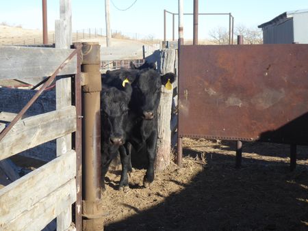 Two cows wait to undergo a pregnancy check at owner Jerry Stewart's ranch. (National Geographic)