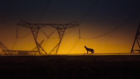 A serval lives in the industrial complex of Secunda Power Plant. (National Geographic)