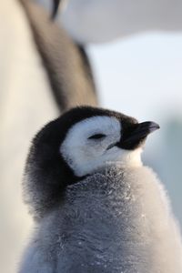 An Emperor chick up close. (credit: National Geographic/Alex Ponniah)