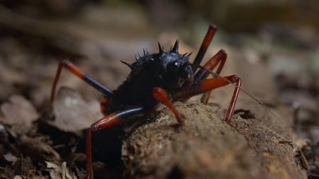 An assassin bug on a piece of wood on the forest floor. (National Geographic)