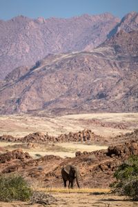 One lone elephant wandering the Ugab valley in search of food and water. (National Geographic for Disney/Robbie Labanowski)