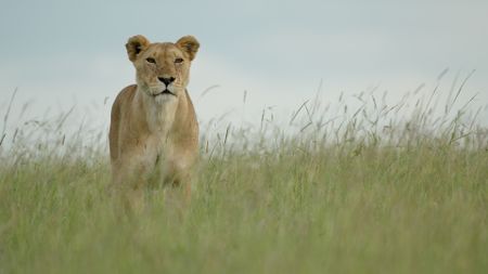 Summer stands in the long grass and stares ahead, alert as she assesses her surroundings within the prideìs territory. (National Geographic)