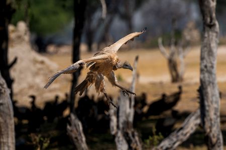 A vulture extends its wings mid-flight to slow itself and land on a decaying carcass below.   (National Geographic/Karl Davies)