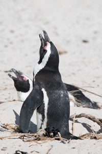 Two African penguins calling while on their nest at Boulders Beach, South Africa. (National Geographic/Virginia Quinn)