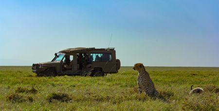 A film crew watches a cheetah in front of their safari vehicle.  (credit: National Geographic/Tom Walker)