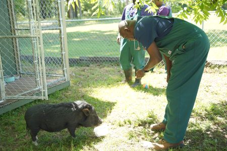 Dr. Ferguson tries to get back into Bella the pig's good graces post-hoof trim. (National Geographic for Disney/Nicholas Reaves)