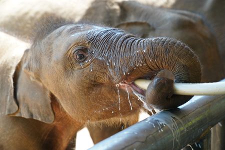 Feeding time at the Udawalawe Elephant Transit Home. (National Geographic for Disney/Jasper Schofield)