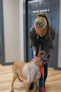 Vet tech Val Sovereign holds Dublin the Rhodesian ridgeback boxer mix to show how well the surgical site is healing after a large mass was removed from his shoulder. (National Geographic)