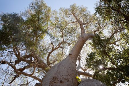 A baobab tree from below in Kirindy Forest, Madagascar. (National Geographic/Alice Marlow)
