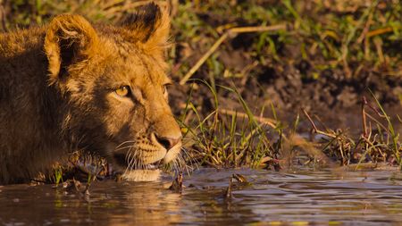 A lion cub submerged in the waters of the Busanga Plains. (National Geographic)