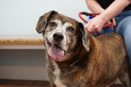 Zeke, the dog, is presenting with facial paralysis that is worrying his owner. (National Geographic for Disney/Felix Rojas)