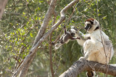 A Verreaux's sifaka lemur with an infant on a tree. (National Geographic/Kalyani Lodhia)