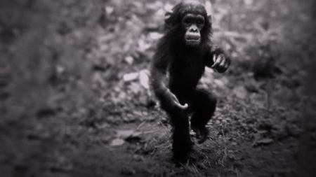 Gombe, Tanzania - Young Chimpanzee Flint. The feature documentary JANE will be released in select theaters October 2017.  (Jane Goodall Institute)