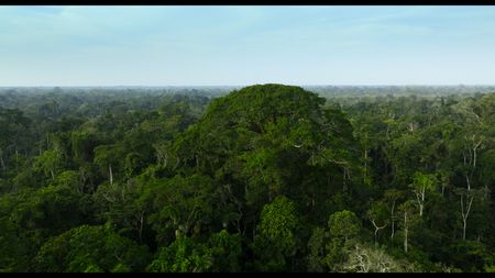 A ceiba tree against the vast landscape of the Amazon Rainforest.  (credit: National Geographic)