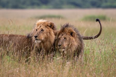 Osapuk and Olepolos move on patrol with their heads close together. (National Geographic/Joe Treddenick)