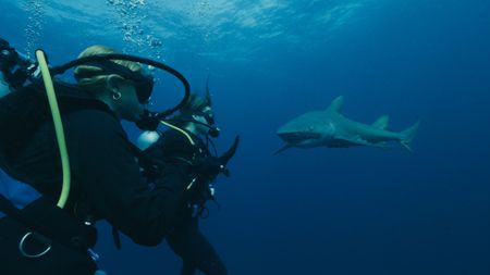 Mariana van Zeller shark dives off the coast of Florida. (National Geographic)